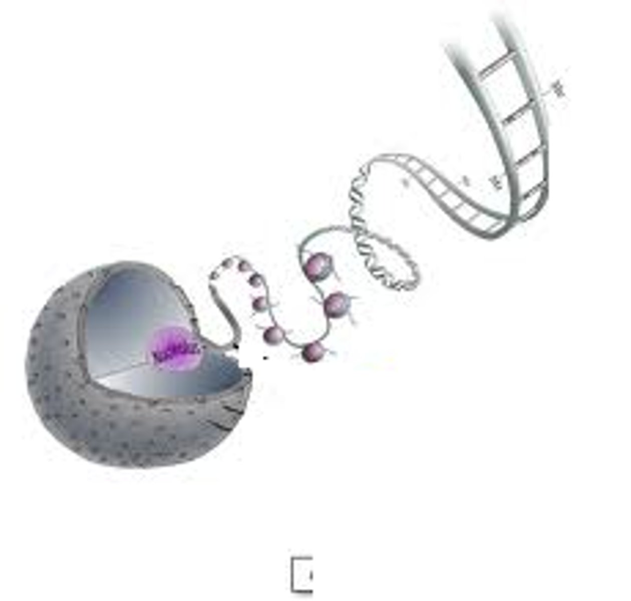 <p>What is concentrated in the nucleolus?</p>