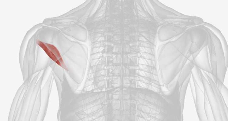 <p>What is this muscle?</p>