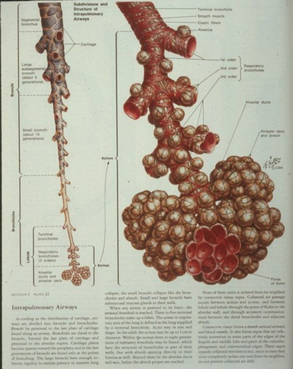 <p>Trachea, primary bronchi, secondary bronchi, tertiary bronchi, bronchioles, terminal bronchioles, respiratory bronchioles.</p>