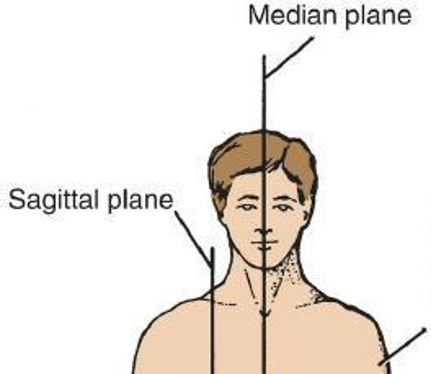 <p>Standing erect, upper limbs by the side, and the face and palms of the hands directed anteriorly.</p>
