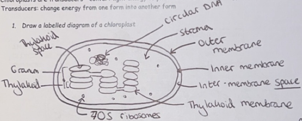 <p>Chloroplasts are the sites of photosynthesis in plant cells. Chloroplasts are transducers - convert light energy of photons into chemical energy of ATP</p><p>Transducers: change energy from one form into another form</p><p>Chloroplasts contain different photosynthetic pigments:</p><p>- Chlorophyll a and b</p><p>- Carotene</p><p>- Xanthophyll</p><p>Photosynthetic pigments absorb light energy</p>