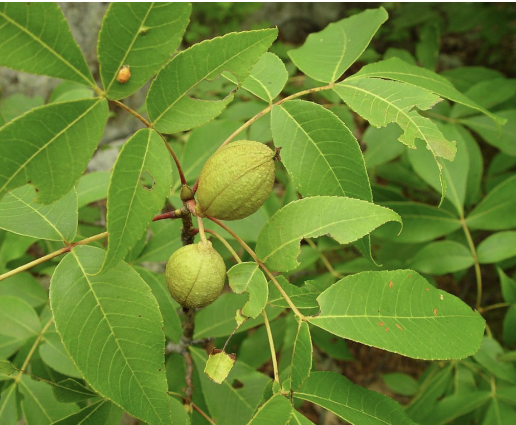 <p><em>Carya glabra</em></p><p>Juglandaceae</p>