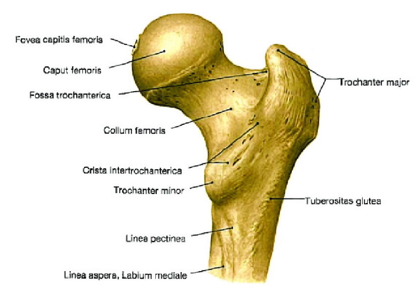 <ul><li><p><span style="color: red"><strong>GLUTEAL TUBEROSITY </strong></span><span style="color: blue"><strong>(lồi củ cơ mông)</strong></span></p></li></ul><p><em>Chi tiết đi qua</em></p>