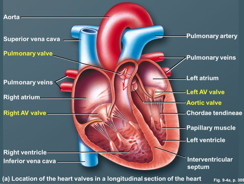 <ul><li><p>tendons fibers attached to the inside edges of the AV valves and the interior base of the ventricles via papillary muscles</p></li><li><p>prevent the AV valves form everting during the pressure wave that occurs during ventricular contraction</p></li></ul><p></p>