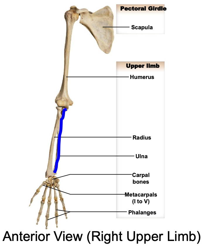 <p>The ulna is the medial forearm bone</p>