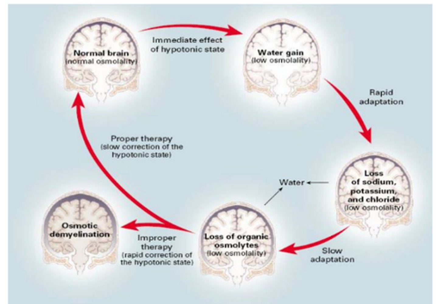 <p>Dysarthria (difficulty speaking)</p><p>Dysphagia (difficulty swallowing)</p><p>Quadraplegia</p><p>Seizure</p><p>Coma</p><p>Death</p>