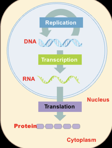 <p>DNA -&gt; RNA -&gt; Protein -DNA is the genetic material. DNA is replicated, transcribed into RNA, and translated into protein</p>
