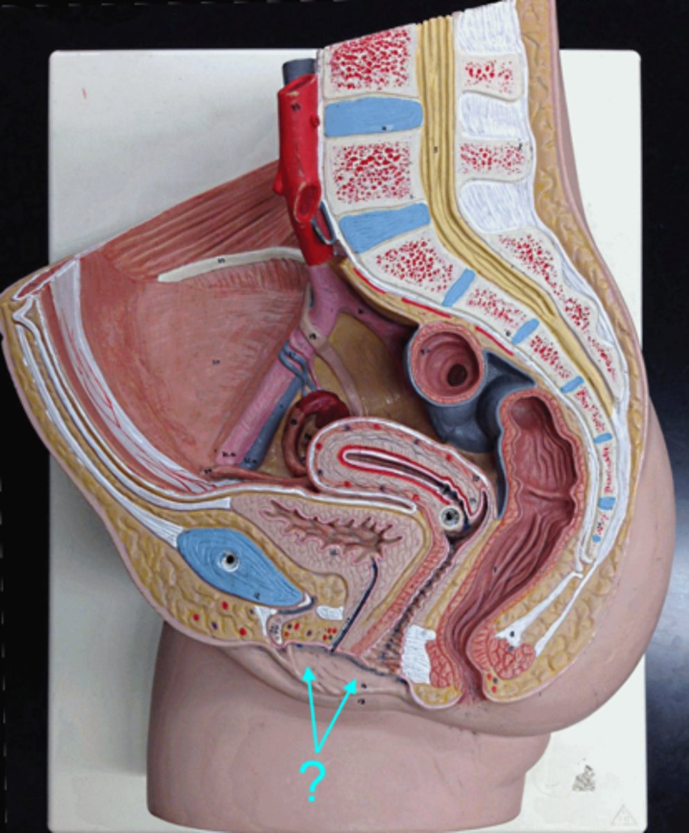 <p>Identify the structure.</p>