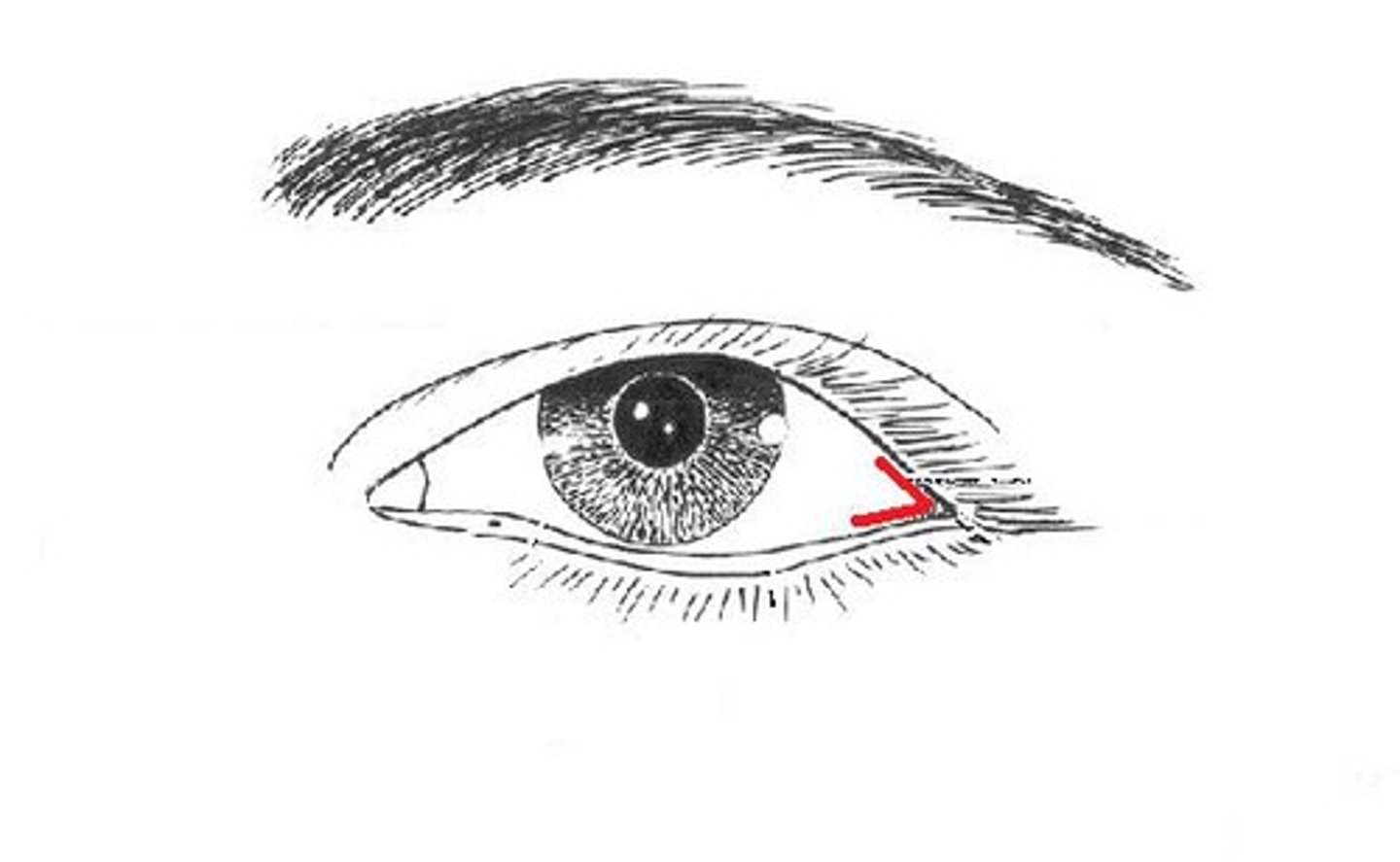 <p>corner of eye-supports lower eyelid</p><p>helps eye blink and protects eyes surface</p>