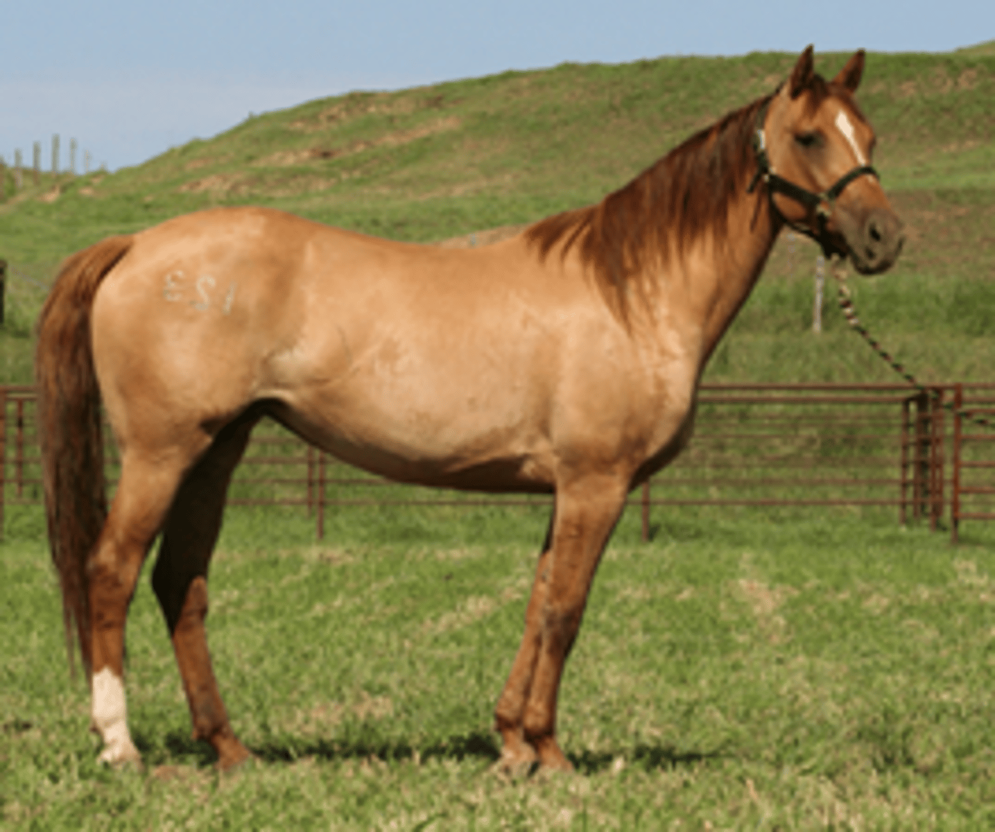 <p>type of dun aka claybank light tan coat with reddish points and marking</p>