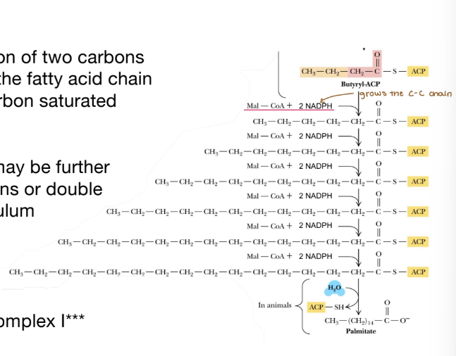 <p>Fatty acids are elongated by 2C and requires energy&nbsp;</p>