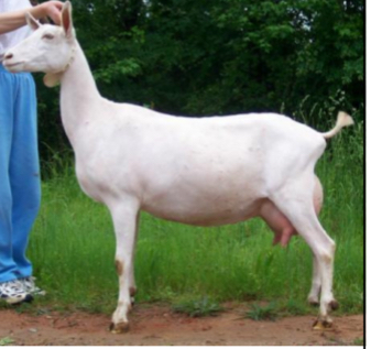 <p>GOAT BREEDS: what is the breed, origin, color, ears, horns, traits?</p>
