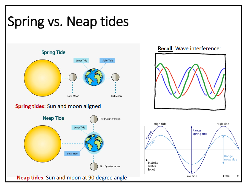 <p>spring tide: moon and sun align together so there are only two bulges which amplify each other and are larger</p><p>spring tide → larger tidal range</p><p>neap tide: moon and sun are at a 90-degree angle (don’t align) so there are two bulges from each orbit (sun and moon), and the solar budges are smaller than the lunar tides</p><p>neap tide → smaller tidal range</p>