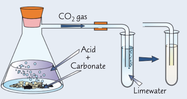 <ul><li><p>add 2 cm³ Ca(OH)<sub>2</sub> (limewater) to a test tube</p></li><li><p>to a different test tube, add 3 cm³ Na<sub>2</sub>CO<sub>3 </sub>and an equal volume of dilute HCl</p></li><li><p>immediately place a delivery tube from this to the limewater test tube</p></li><li><p>if CO<sub>3</sub><sup>2-</sup> ions present, limewater goes <span style="color: #cfcfcf">cloudy</span></p></li></ul><p></p>