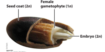 A seed (_____ after fertilization) is a little plant (embryonic _____) in a box (seed _____ = ovule integument) with its lunch (**_____**).