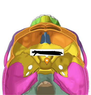 <p>bone marking?</p>