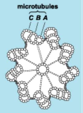 <p>- živočišná buňka – centrosom:</p><p>    - 2 centrioly + PCM (pericentriolární materiál)</p><p>    - struktura centriolu:</p><p>        - 9 fibril (svazky 3 MT: A, B, C), 1 centrální MT</p>