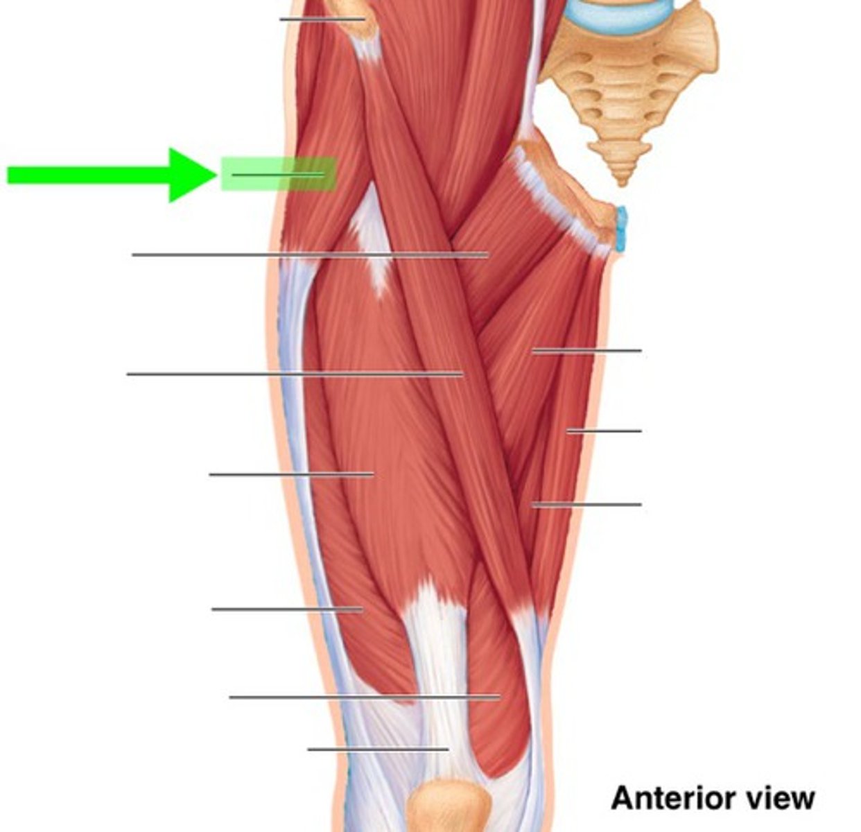 <p>What muscle is this?</p>