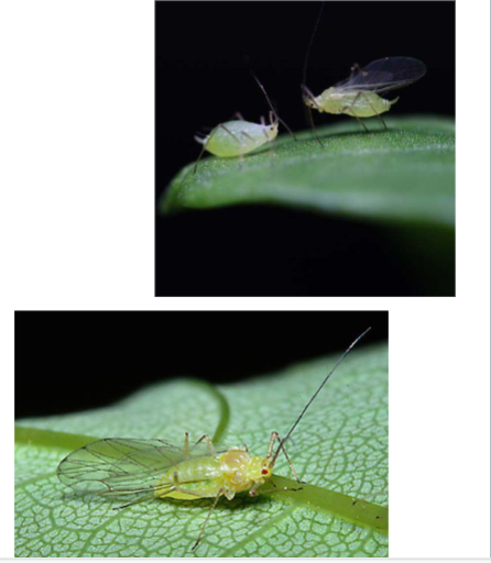 <p>Name the superfamily</p>