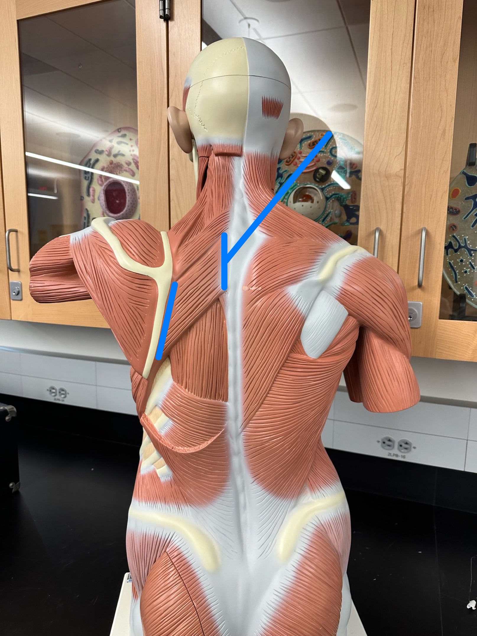 <p>ID muscle</p>