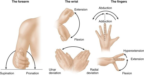<ol><li><p>Flexes wrist in ulnar direction </p></li><li><p>Adducts hand </p></li></ol><p></p>