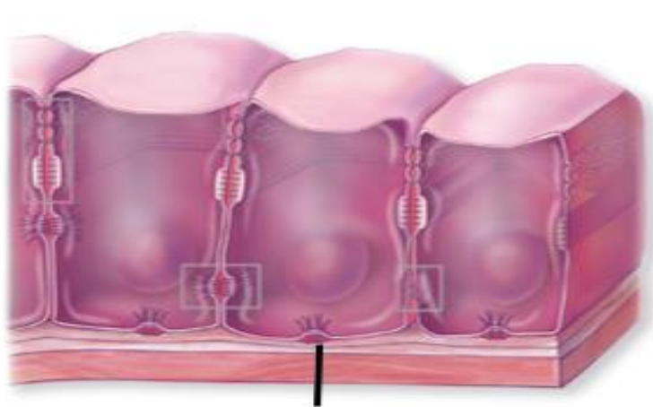 <p>what are <strong>hemidesmosomes?</strong></p>
