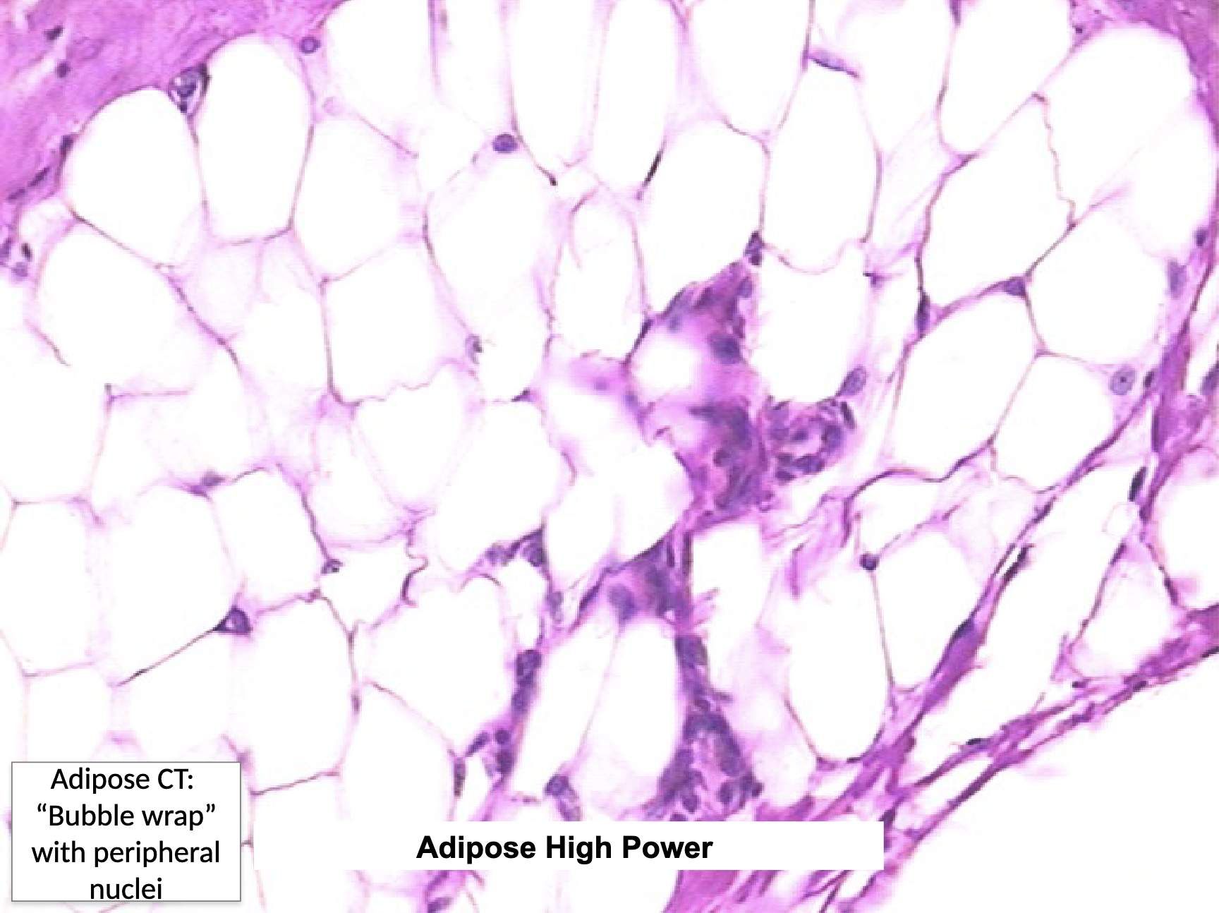 <ul><li><p>subcutaneous layer deep to the skin, around organs and joints </p></li><li><p>protection (padding), energy storage, insulation </p></li></ul><p></p>