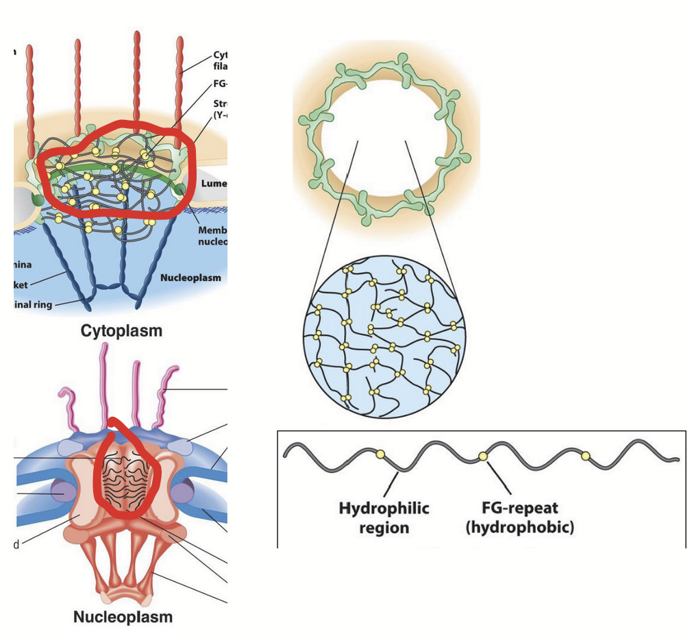<p><strong><u>Part of the nuclear pore complex (NPC)</u></strong>.</p><ul><li><p>“Filament-like” nucleoporins that line the inner surface of the central channel.</p><ul><li><p>Possess unique amino acid composition.</p></li><li><p>Hydrophilic polypeptides with short repeats of hydrophobic domains enriched in Phe and Gly.</p></li></ul></li><li><p>Possess a unique, highly disordered secondary structure.</p><ul><li><p>Extended/flexible organization fills central channel.</p></li></ul></li><li><p>Domains extend into central channel.</p><ul><li><p>Form “mesh” (sieve-like gel) that limits diffusion of macromolecules larger than ~40 kDa (~39 nm diameter).</p></li></ul></li><li><p>Small molecules move freely through NPC in either direction (e.g. nucleotides - DNA and RNA synthesis).</p></li><li><p>Molecules >40 kDa unable to pass through NPC freely.</p><ul><li><p>e.g. RNA and most proteins must be selectively imported/exported by <u>active process</u> (active process).</p></li></ul></li><li><p><strong><u>Size-exclusion limit for NPC</u></strong>.</p><ul><li><p>Based on studies using microinjected gold particles of varying sizes and coated with nuclear protein.</p></li></ul></li></ul><p></p>