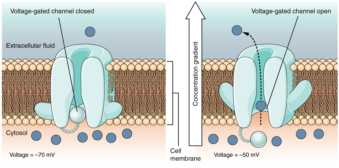 <p>voltage-gated channel</p>