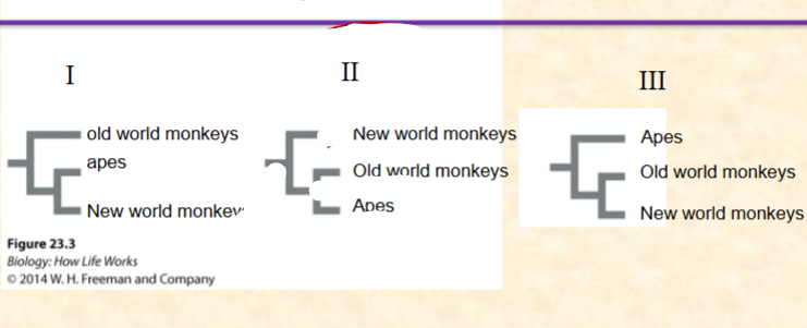 <p>Which tree correctly suggests that old world monkeys are more closely related to apes<br>than they are to new world monkeys<br><br>II III<br>A. I<br>B. II<br>C. III<br>D. II, III<br>E. None of them</p>