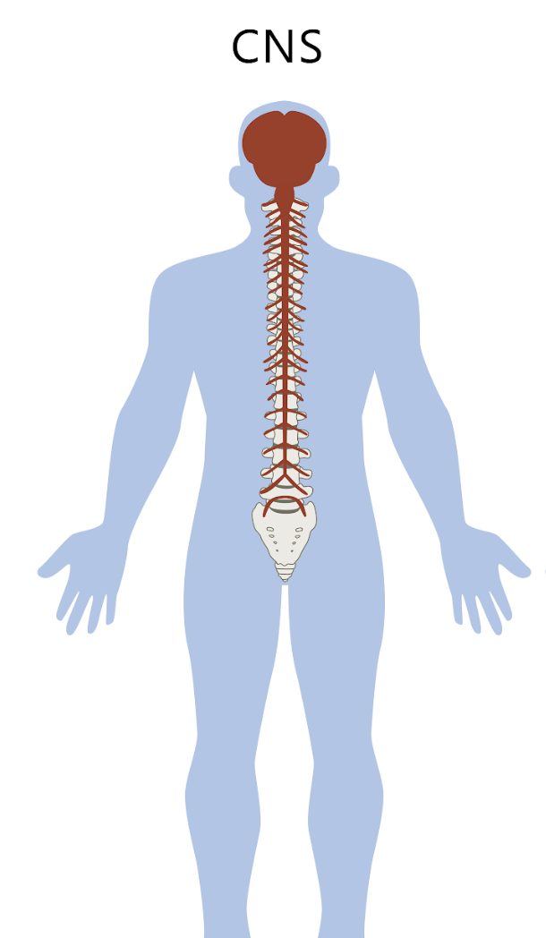 <p>Brain and spinal cord</p>