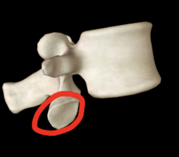<p>Name this feature of the vertebrae</p>