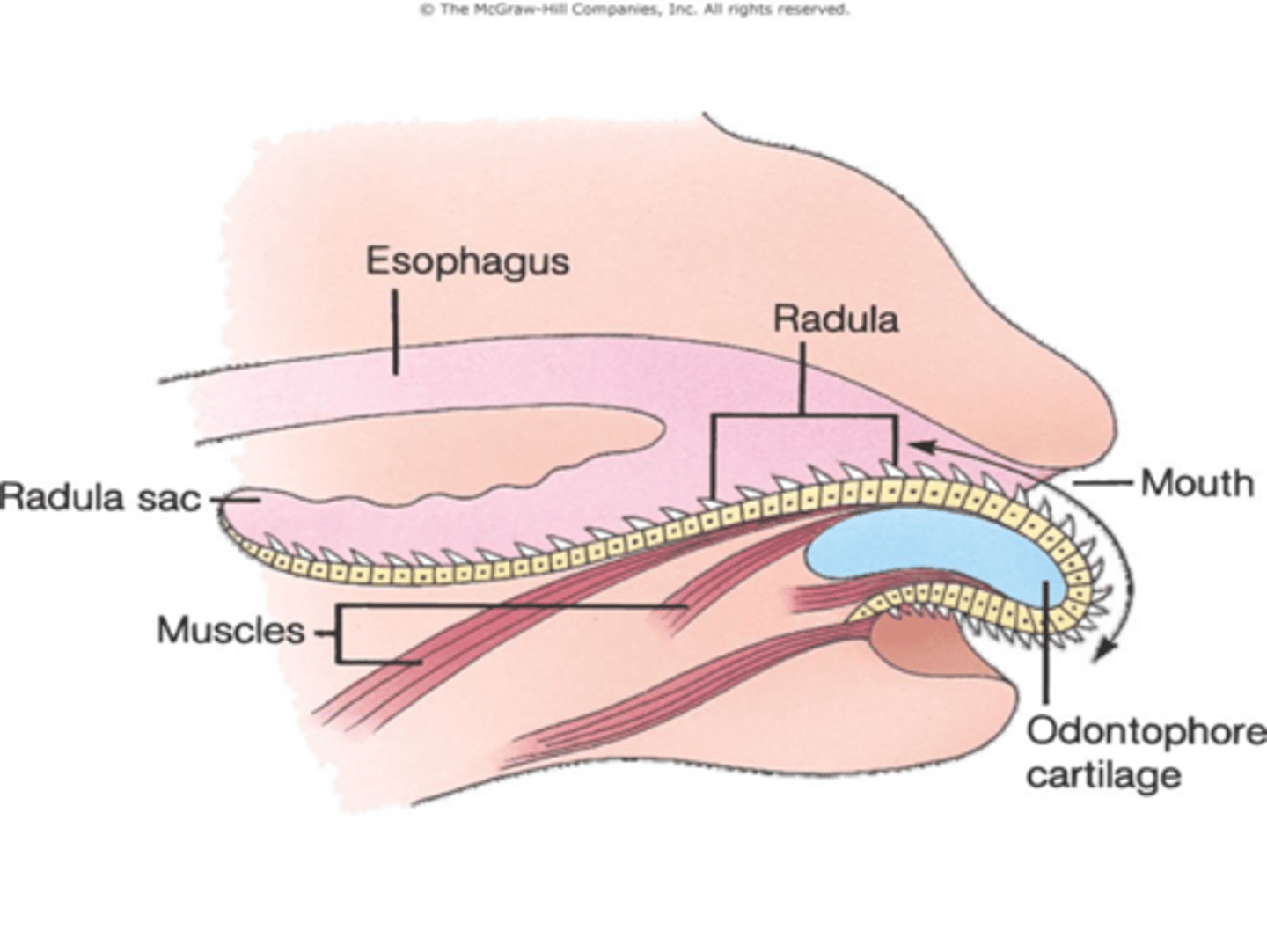 <p>The radula overlies a fleshy, tongue-like structure supported by a cartilaginous _____. Muscles associated with this structure permit the radula to protrude from the mouth</p>