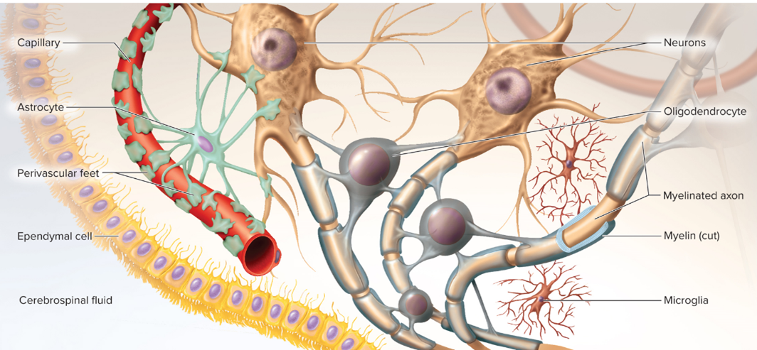 <p>The wrapping in oligodendrocytes is called the </p>