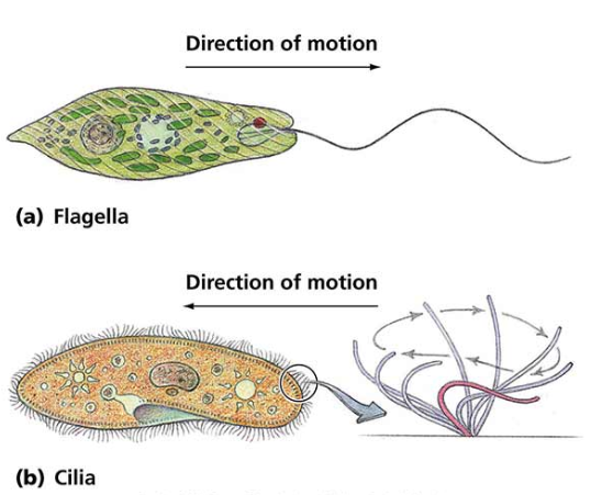 <p>Biomolecules:</p><ul><li><p>made of proteins called microtubules = long wavy structure that extends from plasma membrane</p></li><li><p>both euk + prok, only animal cells</p></li></ul><p>Function:</p><ul><li><p>used to move entire cell</p></li><li><p>cilia: moves molecules and lipids past cell membrane (often in animal) only euk</p></li><li><p>flagella: facilitates movement in certain single cell organisms (sometimes in animal) (on the outside of cell) prok + euk</p></li></ul><p></p>