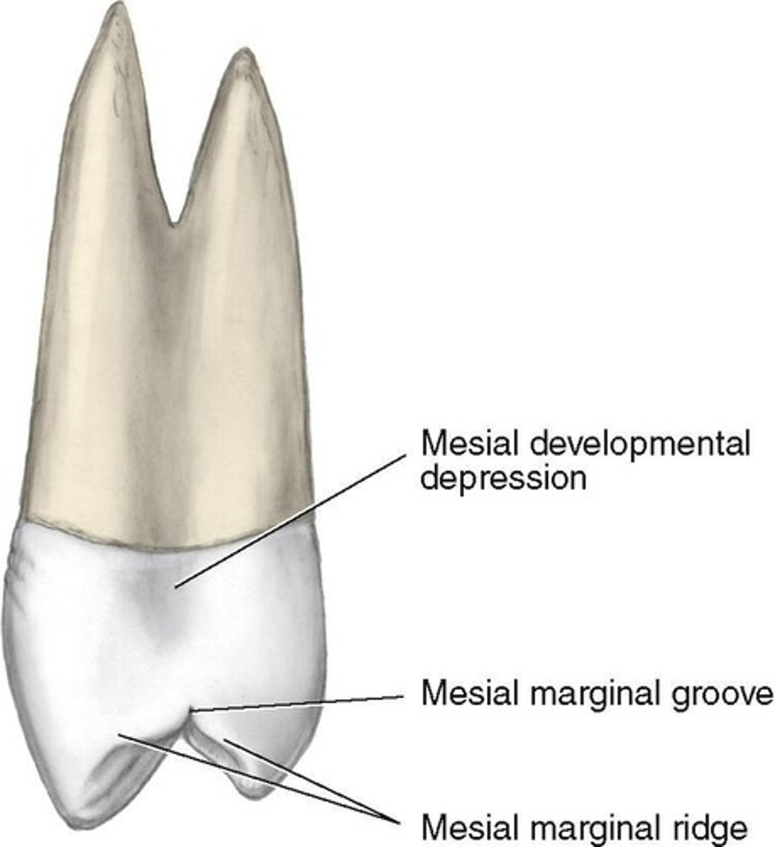 <p>Groove crossing mesial marginal ridge cervically.</p>