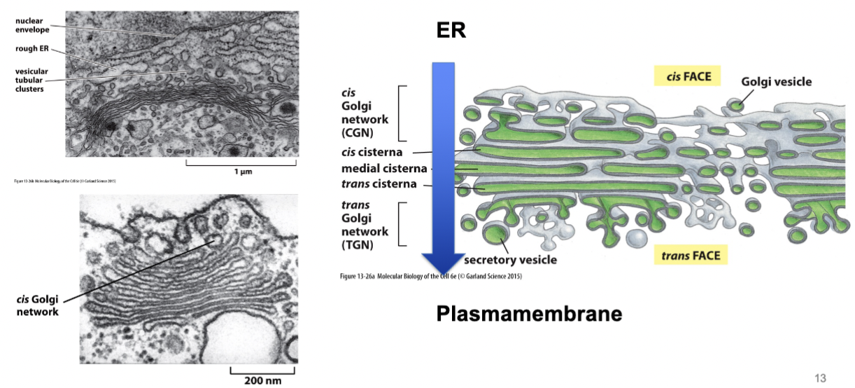 <p>consist of a series of flattened curved and parallel series saccules, called cisternae or dictyosomes, that form the central portion of the Golgi complex. The stack usually comprises cis (faces ER + nucleus), medial, and trans (faces plasma membrane) cisternae</p><p>Has a particular direction/orientation. Directed flow inside - mediated by vesicular traffic.</p>