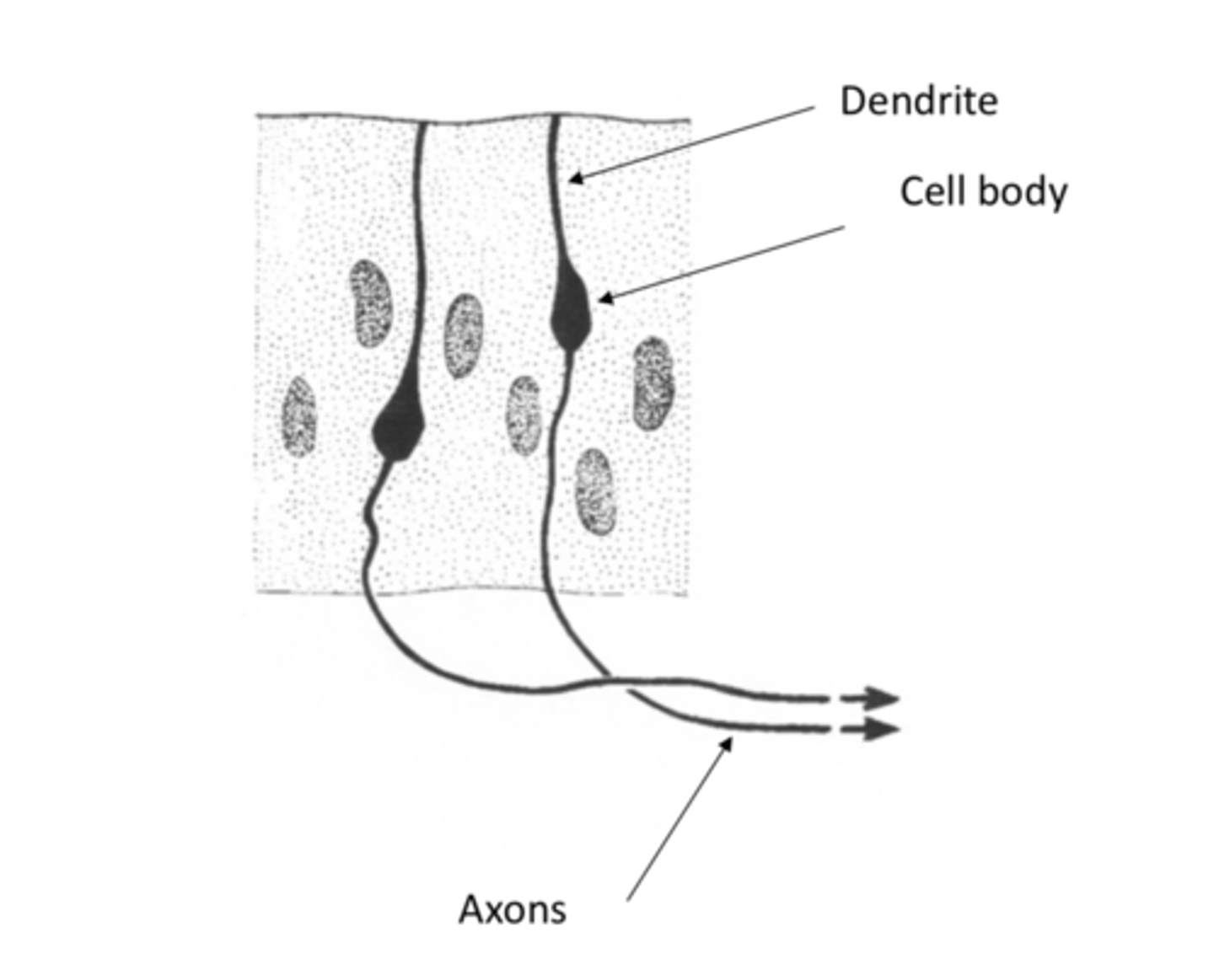 <p>They have a single dendrite that senses stuff and sends info towards the cell body that then goes into the CNS</p>