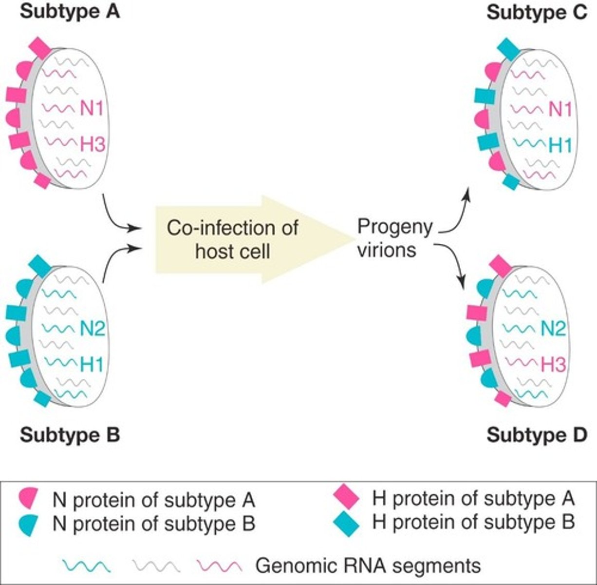 <p>Antigenic shift is a major change in viral antigens that can occur when two different viruses infect the same cell and exchange genetic material.</p>