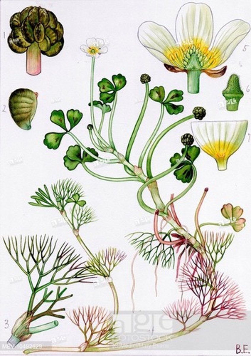 <p>vitstjälksmöja, vitstjälksranunkel</p>