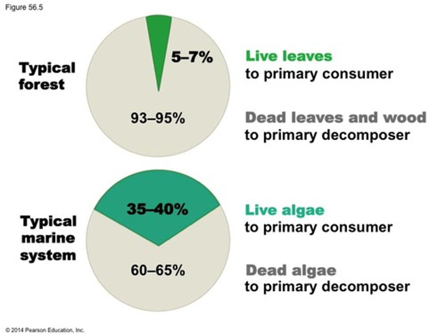 <p>The amount of biomass present in an ecosystem at a particular time.</p>