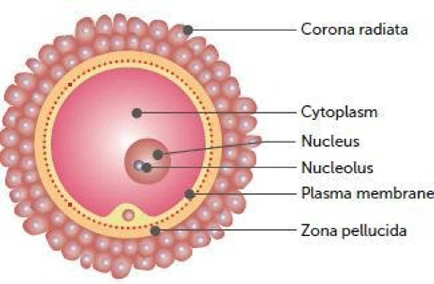 <p>Two layers: the outer corona radiata and the inner zona pellucida.</p>