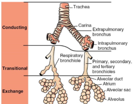 <ul><li><p>respiratory bronchiole</p></li><li><p>primary, secondary and tertiary bronchioles</p></li></ul><p></p>