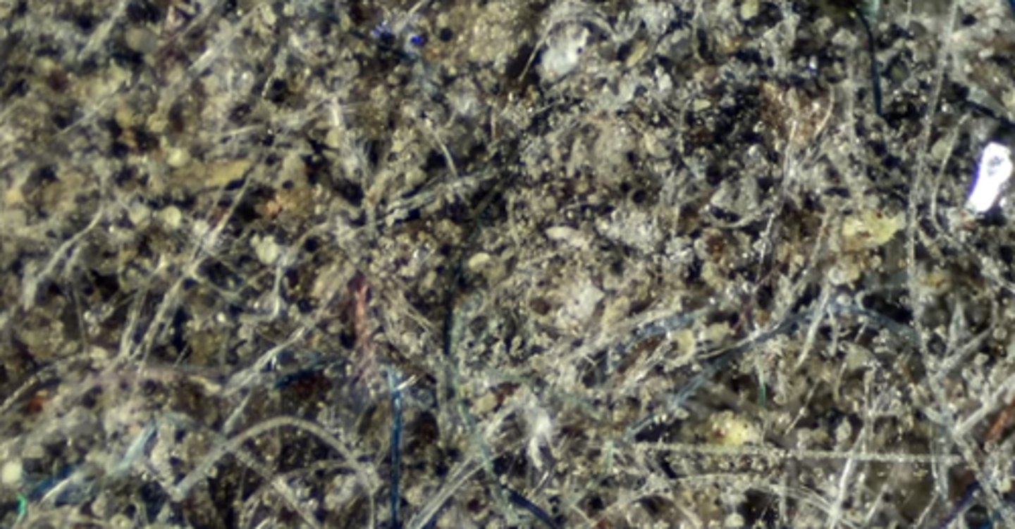 <p>pollen, hair, skin</p>