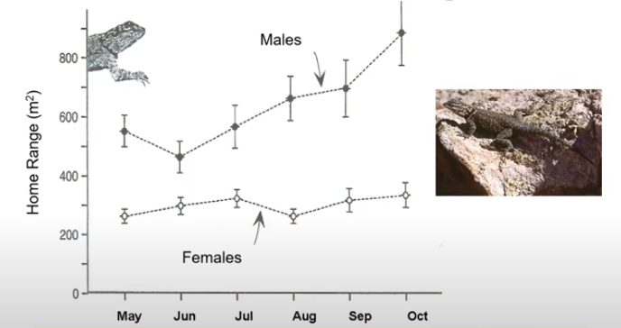 Seasonal Variation in Home Range Size for Male and Female Spiny Lizard (Sceloporus jarrovi)