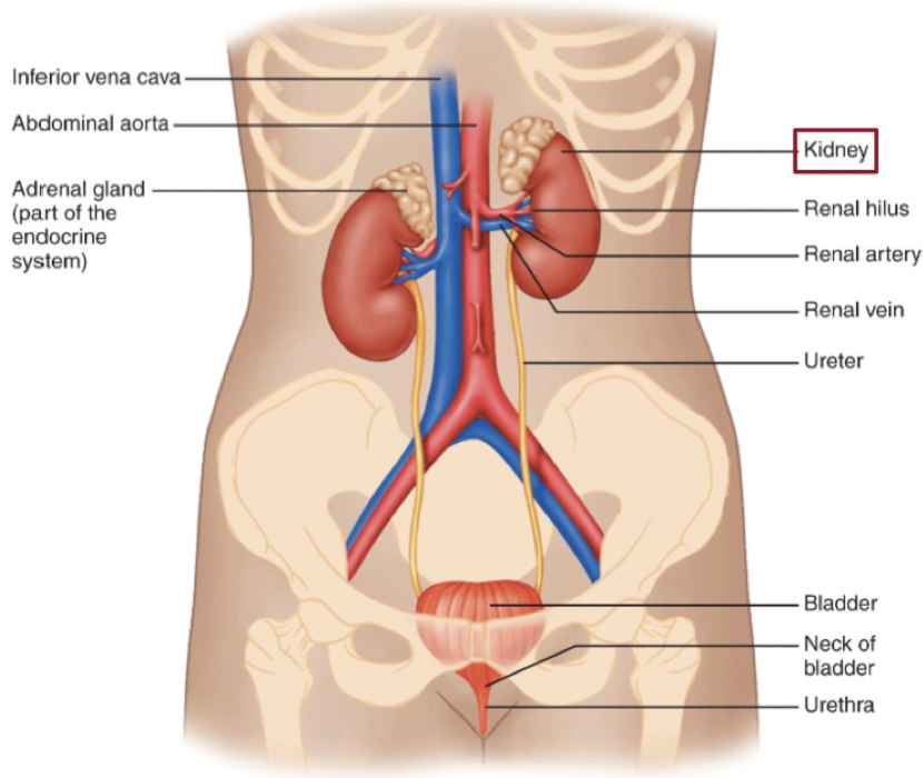 <ul><li><p>We have two kidneys and two ureters, one bladder, one urethra</p></li><li><p>urethera is how we excrete</p></li></ul>