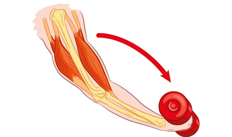 <p>muscle lengthen when actin and myosin move apart</p><p>heavy load or gravity wins, muscle loses and is forced to lengthen even though it’s active in function</p>
