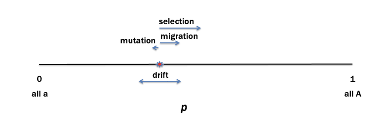 <p>p value will move to the right (0.4)</p>