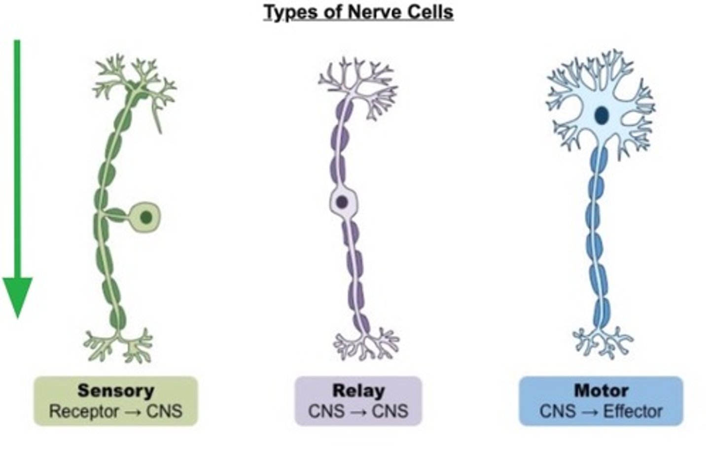 <p>sensory neurons, motor neurons, interneurons</p>