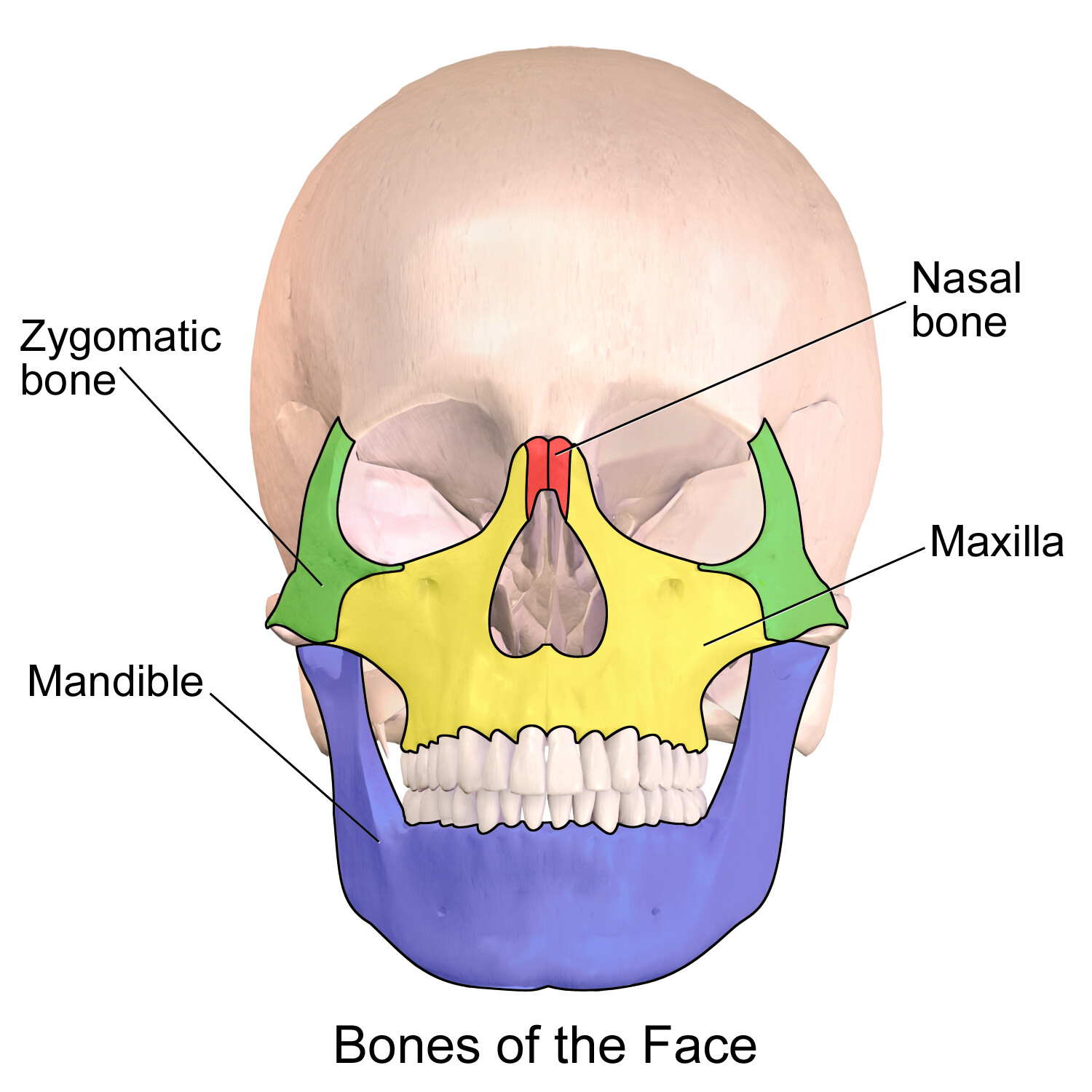 <p>Maxilla</p>